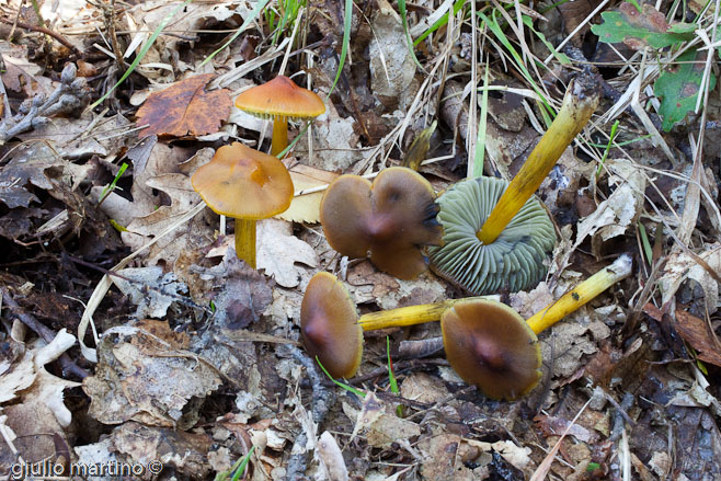 Hygrocybe conica var. conica (Schaeffer: Fries) P. Kummer