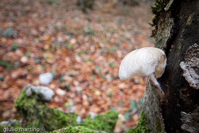 Oudemansiella mucida