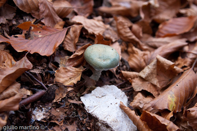 Stropharia caerulea