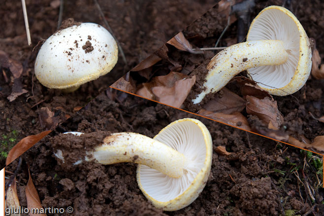 Hygrophorus chrysodon (Batsch: Fr.)