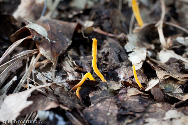 Clavulinopsis helvola (Pers.) Corner