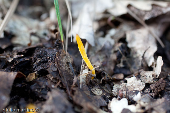 Clavulinopsis helvola (Pers.) Corner