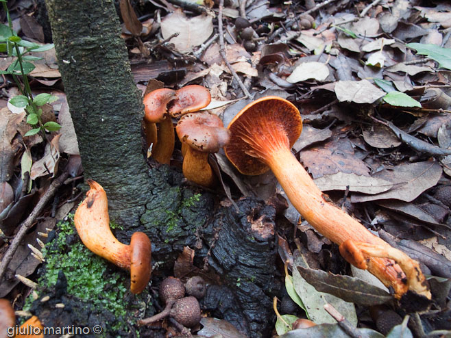 Omphalotus olearius (De Cand.: Fr.) Fayod