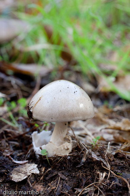 Volvariella gloiocephala (De Cand.: Fr.) Boek. & End.