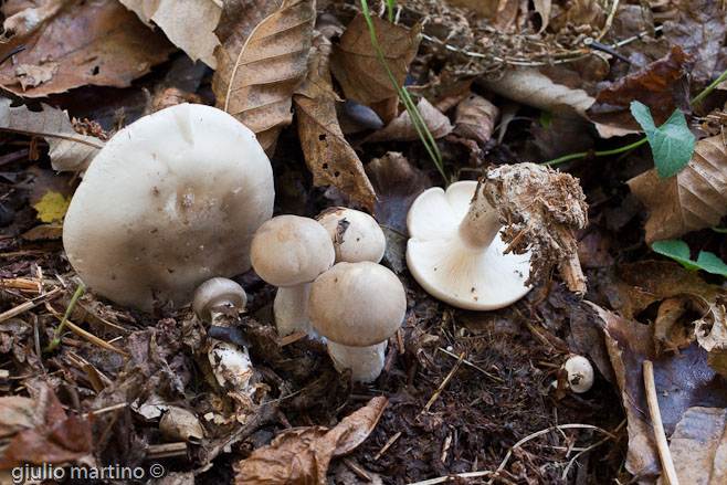 Clitocybe nebularis (Batsch: Fr.) Kummer