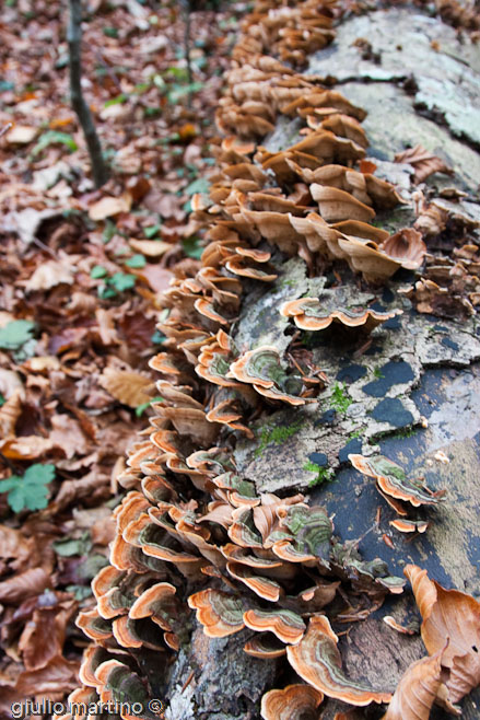 Trametes versicolor