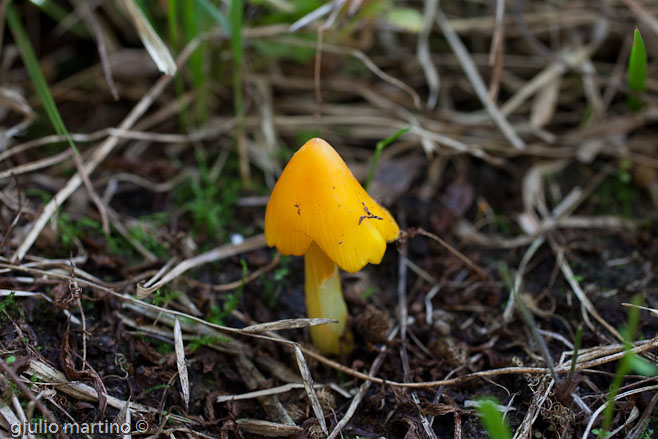 Hygrocybe persistens var. persistens (Britzelmayr) Singer.