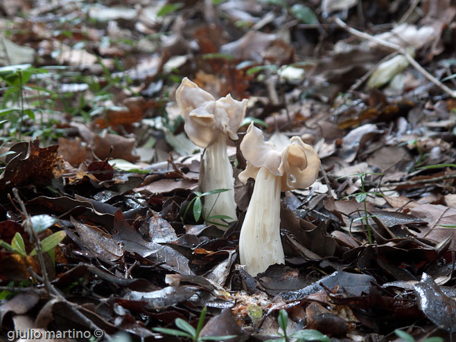 Helvella crispa (Scopoli: Fr.) Fr.