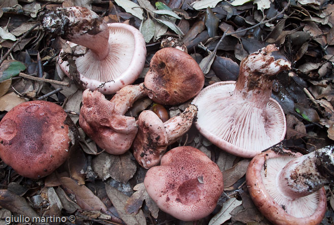 Hygrophorus russula (Schaeff.) Kauffman