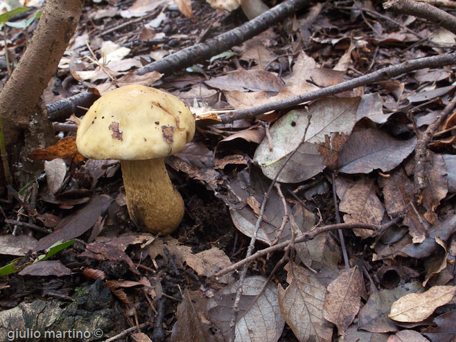 Leccinum lepidum (Bouchet ex Essette)