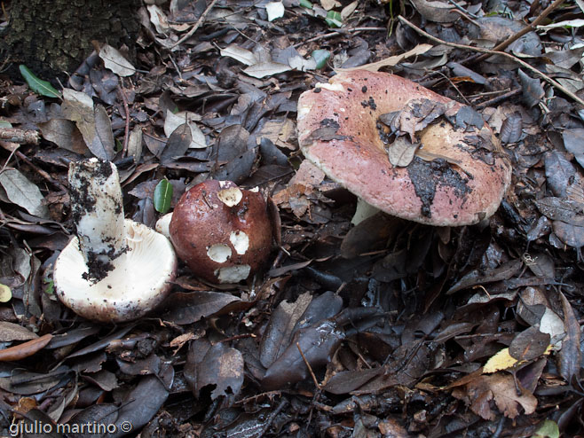 Russula sp.