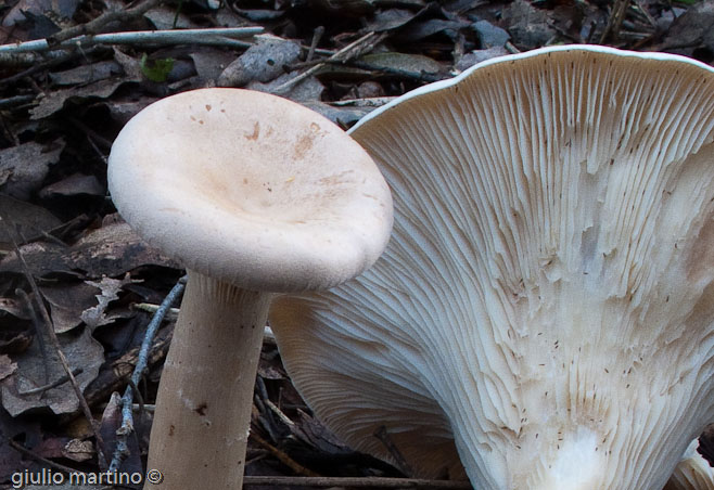 Clitocybe geotropa (Bull.: Fr.) Quél.