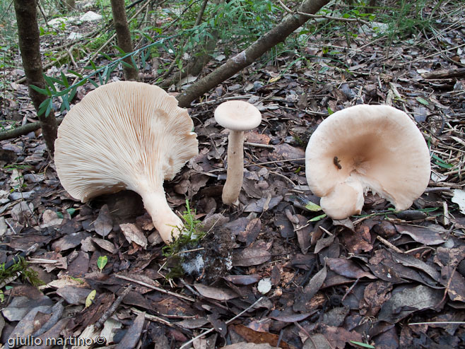 Clitocybe geotropa (Bull.: Fr.) Quél.