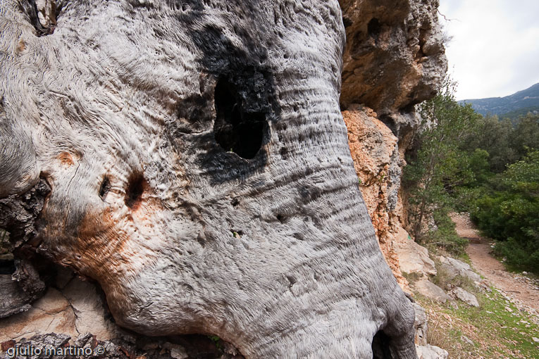 escursione Gole di Gorropu