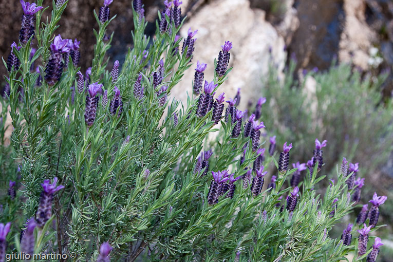 escursione Gole di Gorropu