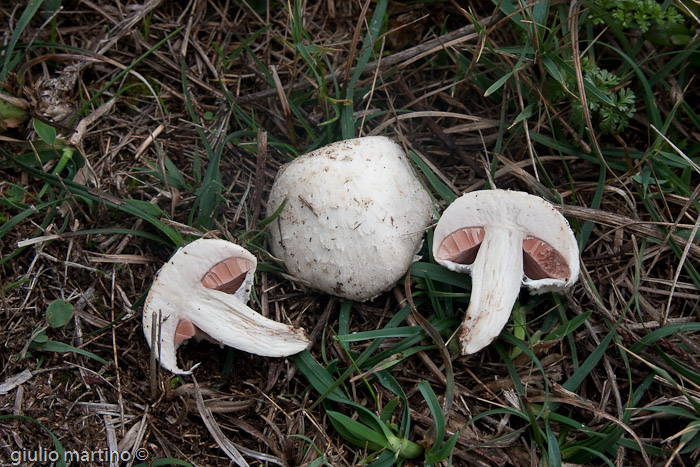 Agaricus campestris -- --) prataiolo_IMG_7875 | 1/125 sec a f / 10 - 50 mm - ISO 250