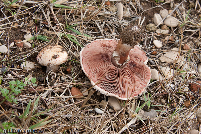 Agaricus haemorrhoidarius -- --) prataiolo_IMG_7860 | 1/100 sec a f / 10 - 55 mm - ISO 250