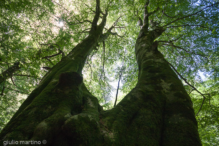 IMG_7980 | 1/125 sec a f / 5,6 - 10 mm - ISO 320