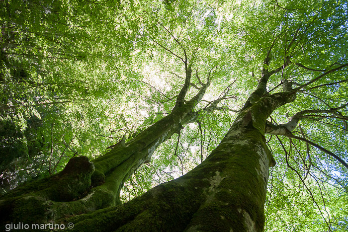 IMG_7981 | 1/50 sec a f / 5,6 - 10 mm - ISO 320