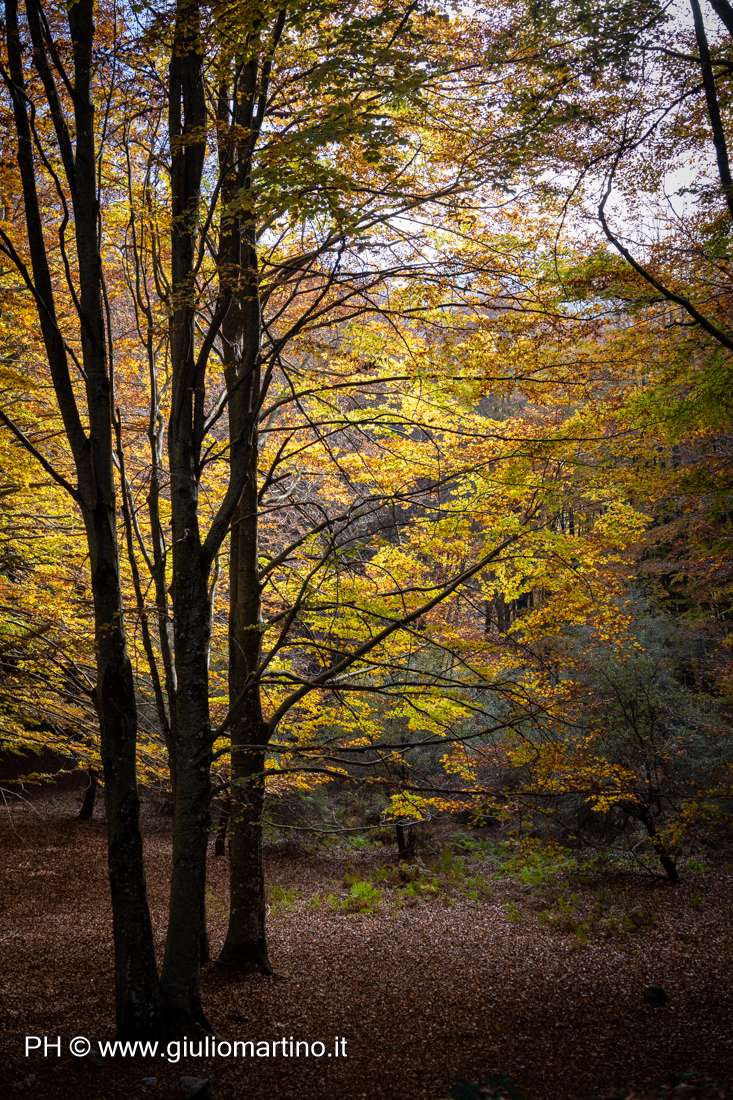 Monte Terminio e il suo foliage